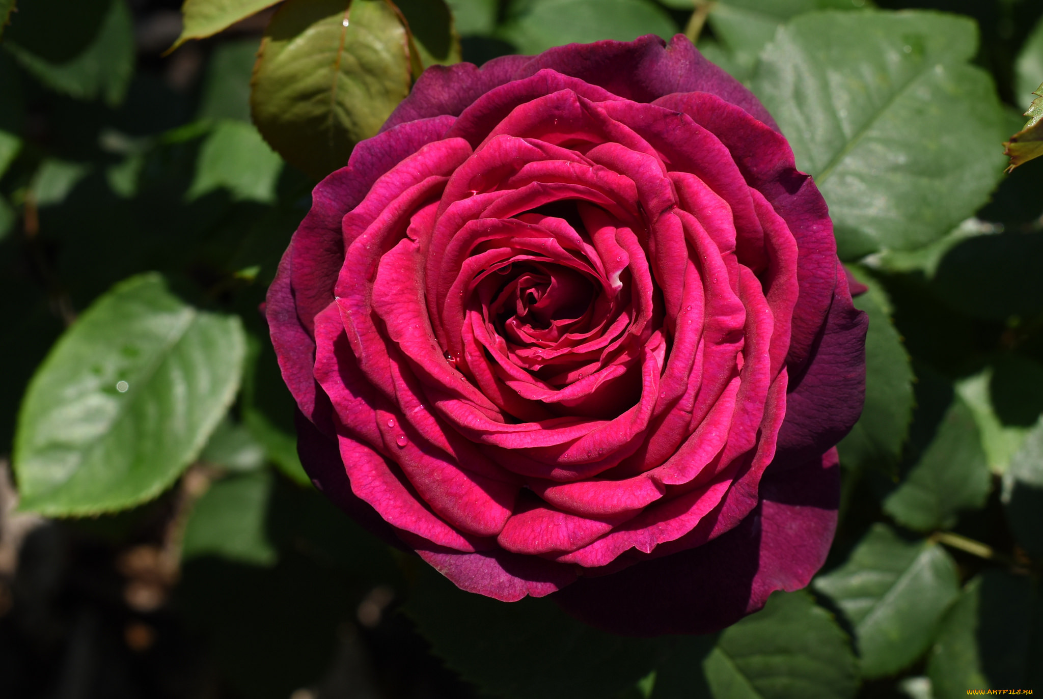 , , , , , , , rose, bud, petals, leaves, blossoms